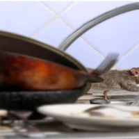 Rodent Dropping Cleanup 2